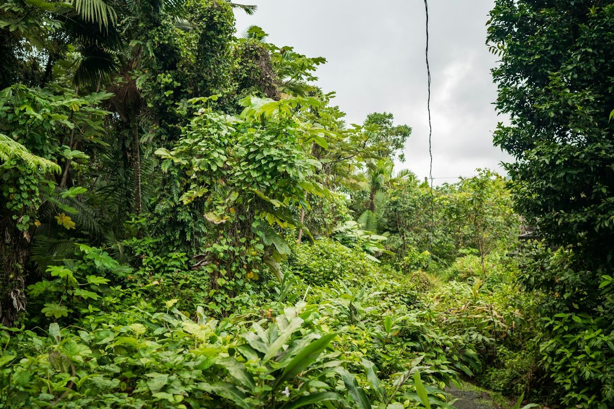Üppiger tropischer Regenwald des El Yunque National Forest in Puerto Rico mit dichtem grünem Laub und hohen Bäumen