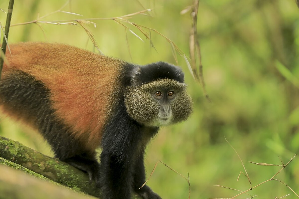 Macaco dourado no habitat de floresta de bambu na região de Virunga
