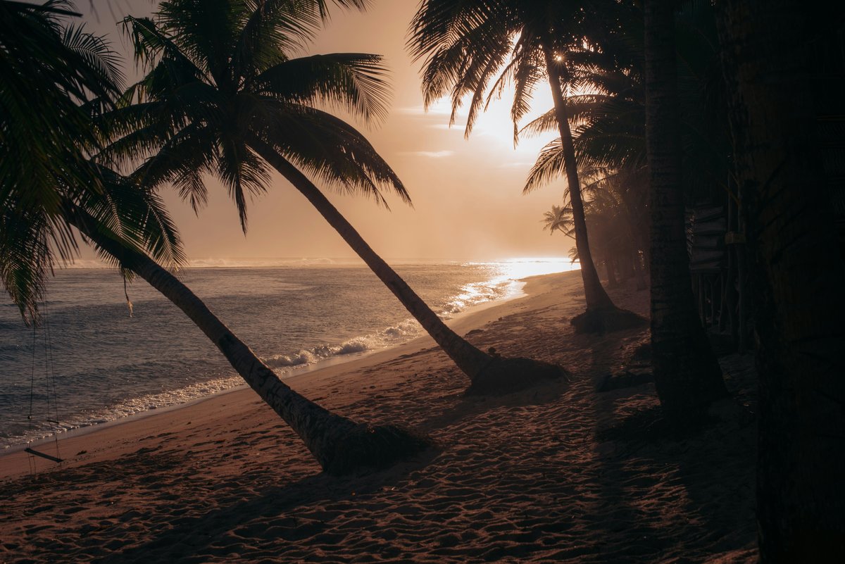 Silhouetted palm trees leaning over a quiet Savai‘i beach at sunset, with gentle waves on the shore