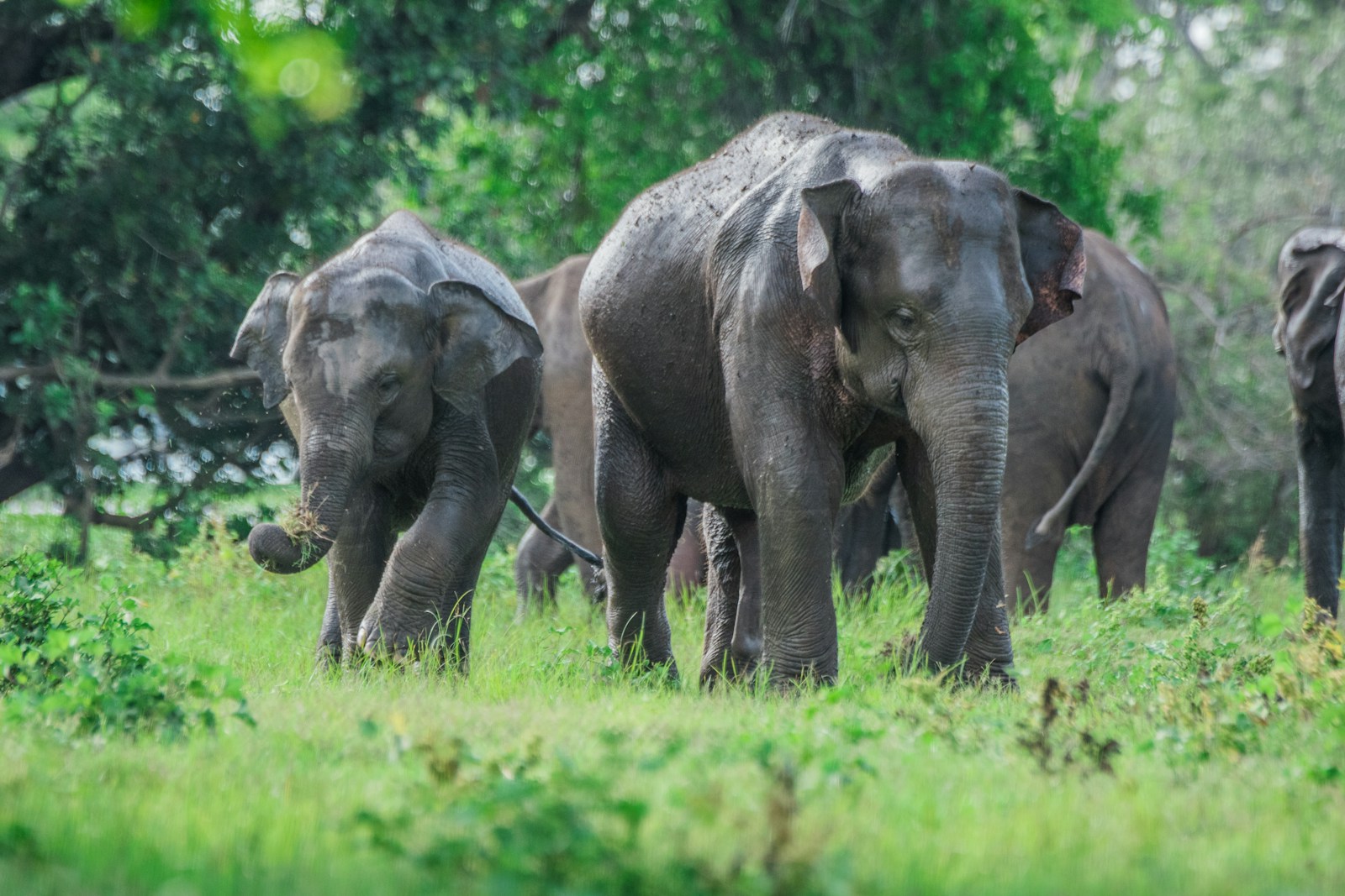 Two Asian elephants walking through green grassland in a Sri Lankan national park