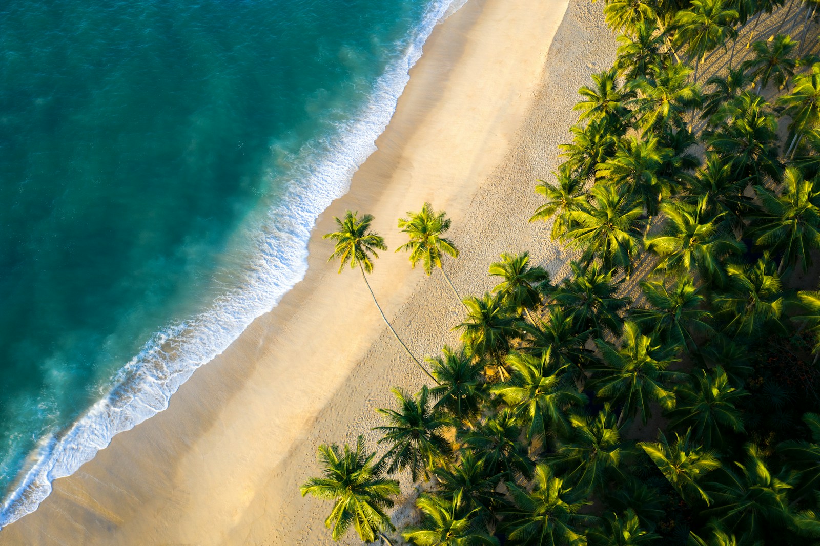 Aerial view of a palm-lined tropical beach and turquoise water on Sri Lanka's east coast
