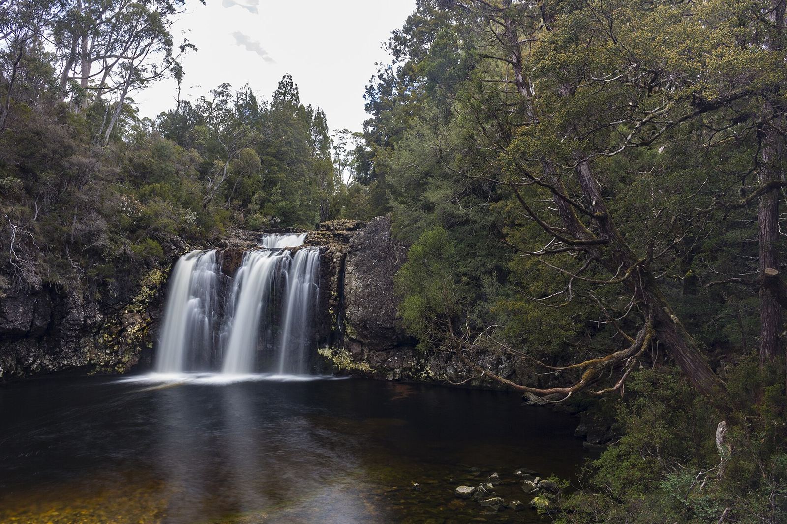 Pencil Pine Falls in Cradle Mountain flowing through temperate rainforest