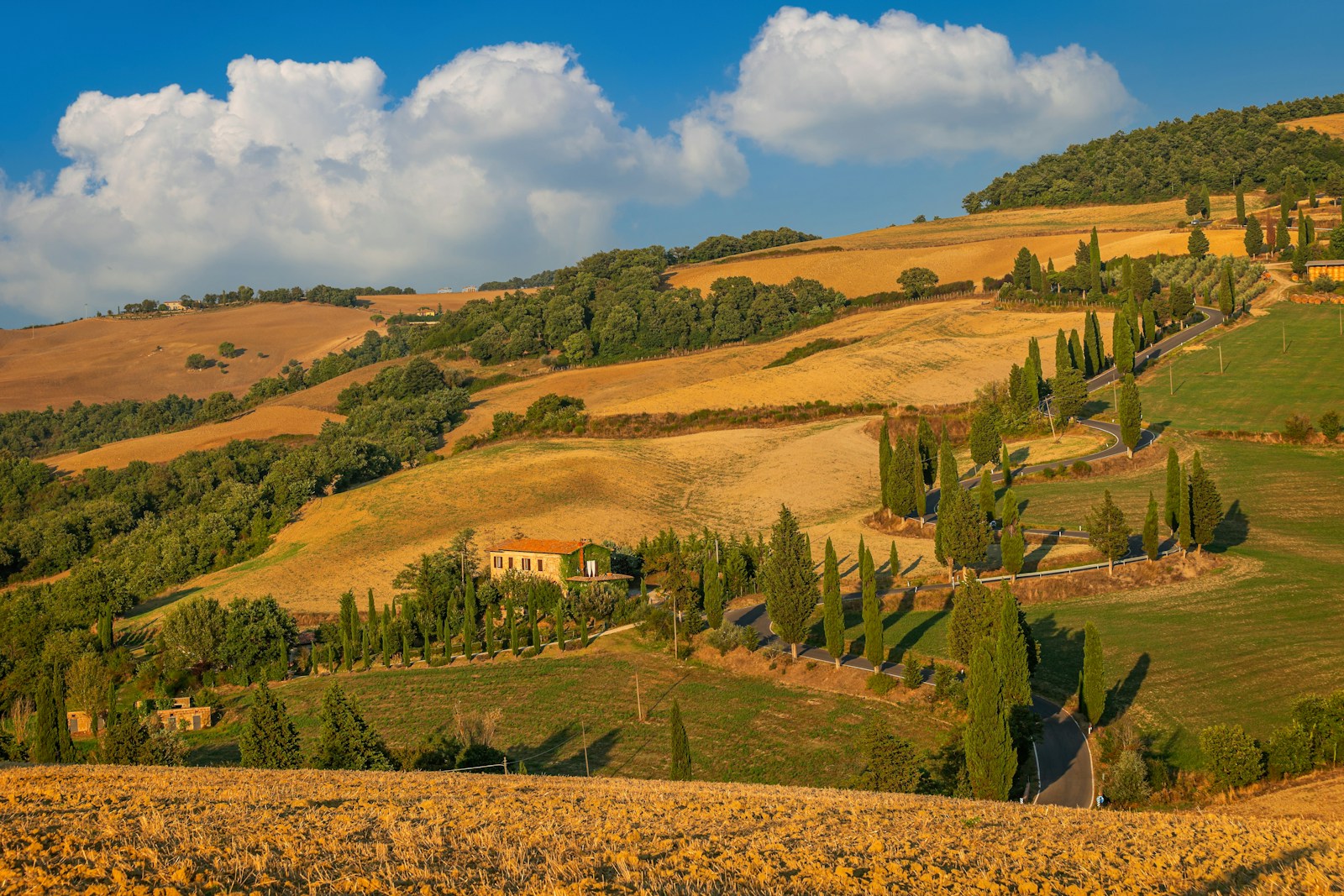 Golden-hour winding road lined with cypress trees through the hills of Val d'Orcia, Tuscany