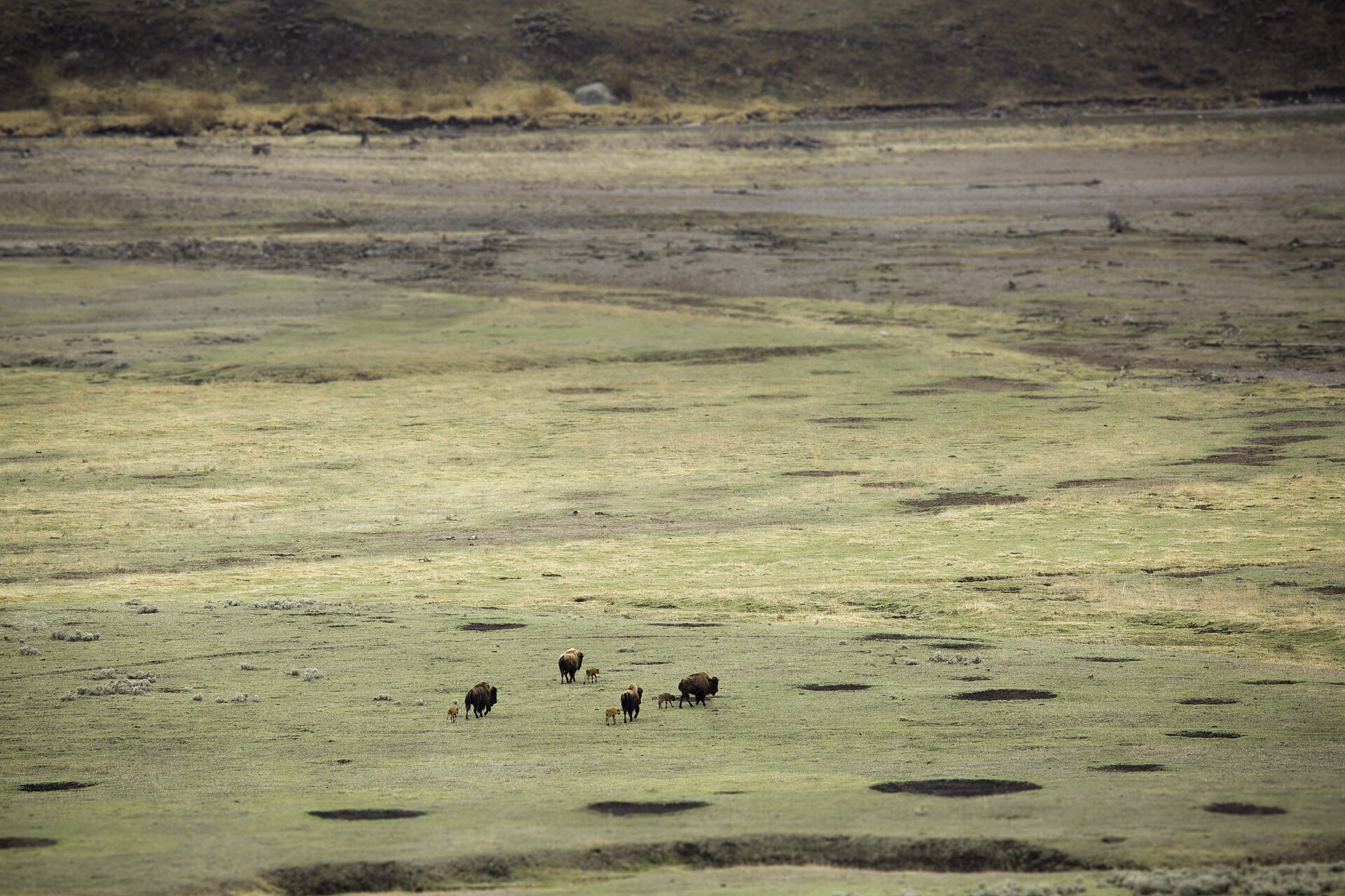 Herd of American bison grazing in Lamar Valley within Yellowstone National Park